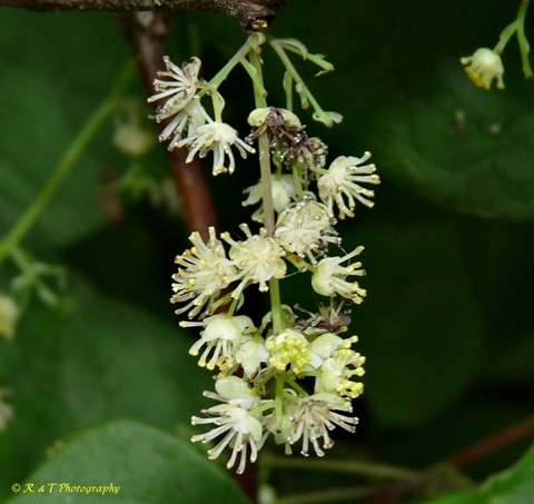 {Menispermum canadense}